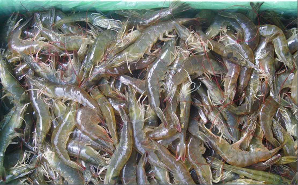 水产品检测仪器装备先容和参数说明