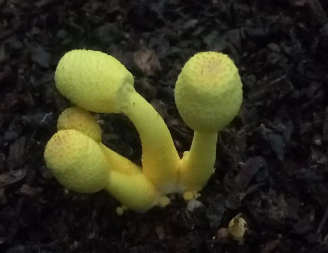 孢子捕获仪 孢子捕获仪