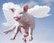  怎样在屠宰环节做好非洲猪瘟的检测事情？？？？？